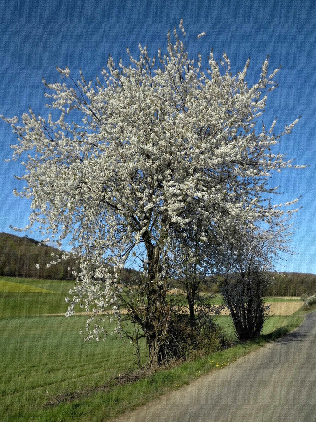 junger Kirschbaum, bräutlich weiß blühend, an Feldweg