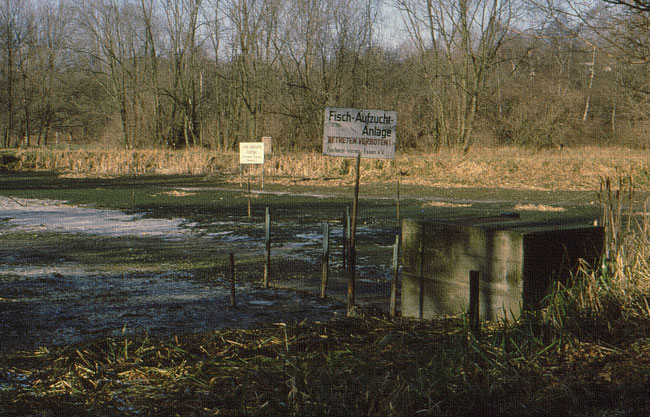 innovative Fisch-Aufzucht-Anlage ohne Wasser