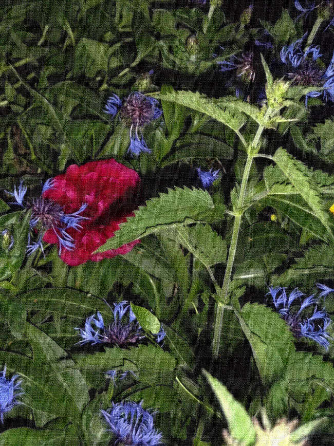 rote Pfingstrose mit 10 blauen Flockenblumen hinter tanzbereiter Brennnessel