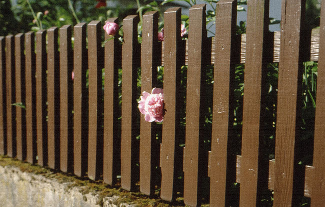 rosa Pfingstrose blickt wie ein qouziges Gesicht neugierig zwischen Zaunlatten heraus