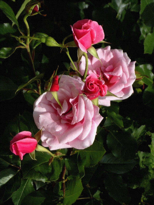 2 rosa Kirchweg-Rosen mit 4 roten Knospen zur Mittagszeit