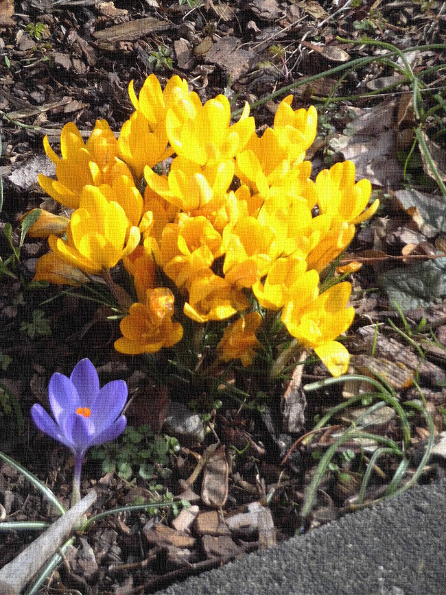 einzelner lila Krokus aufgeblüht vor Schar gelber Krokusse