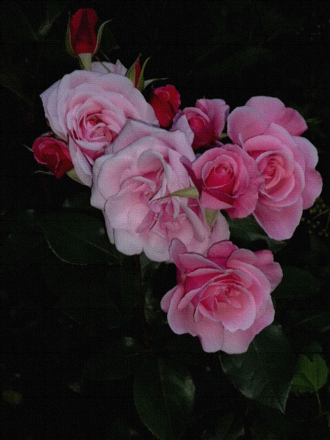 rosa Kirchweg-Rosen, aufgeblüht, im Abenddunkel