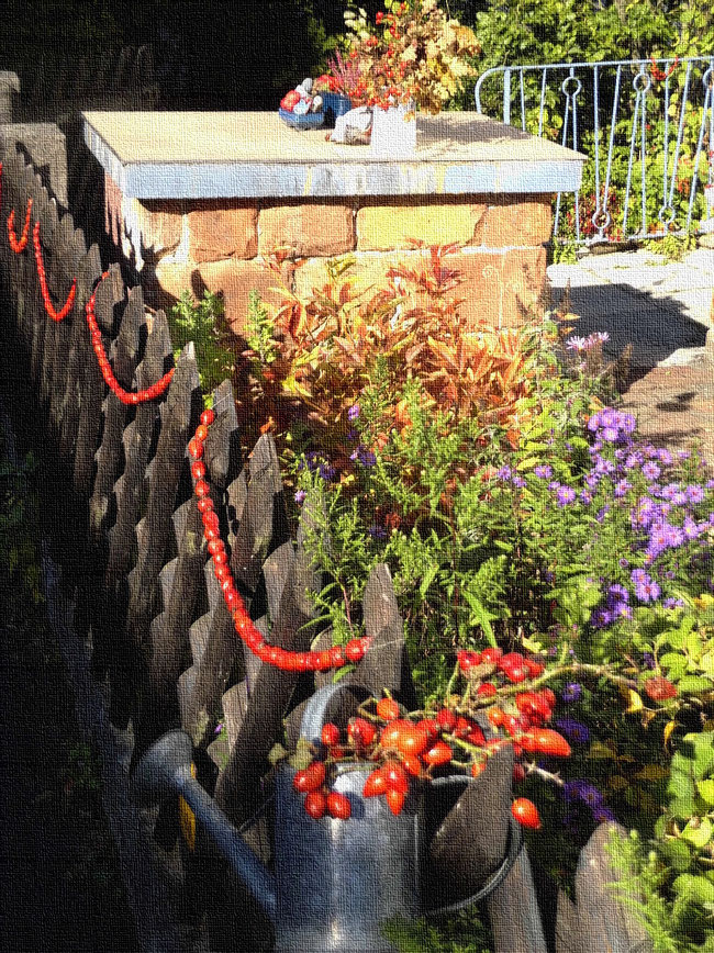 Hagebutten als Kettenschmuck an Jägerzaun und als Fülle in Gießkanne zum Erntedank und zur Freude von lila Astern