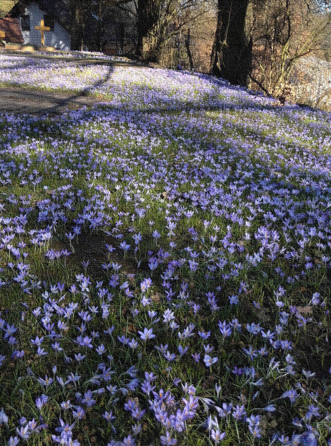 jährlich blau blühendes Krokusmeer vor Grab-Kreuz auf dem Friedhof in Marburg-Wehrda