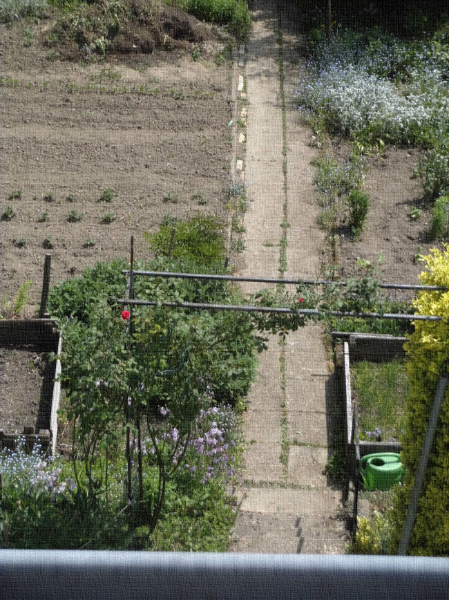 erste rote Blüte am Rosenstrauch als Blickfang