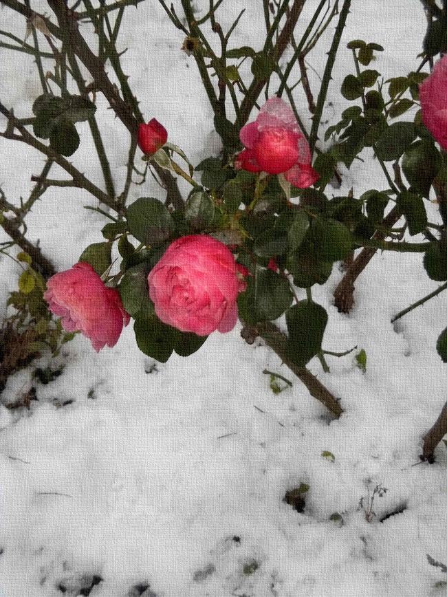 rosa Rosenblüten im Dezemberschnee