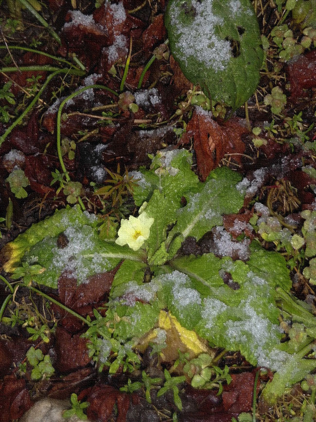 gelbe Primel mit tauenden Schneespuren auf den grünen Blättern