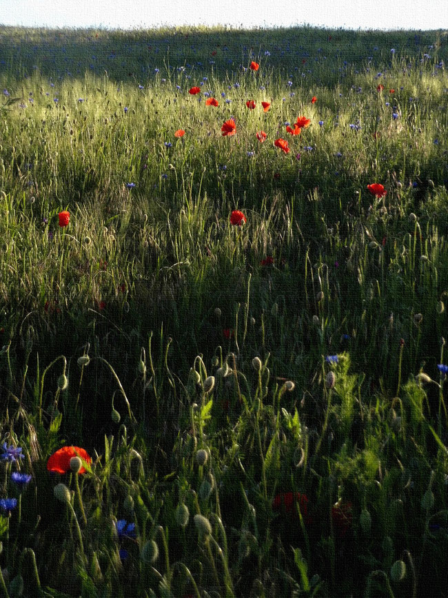rote Mohnblüten mit blauen Kornblumen-Zofen im reifenden Gerstenfeld am Juniabend