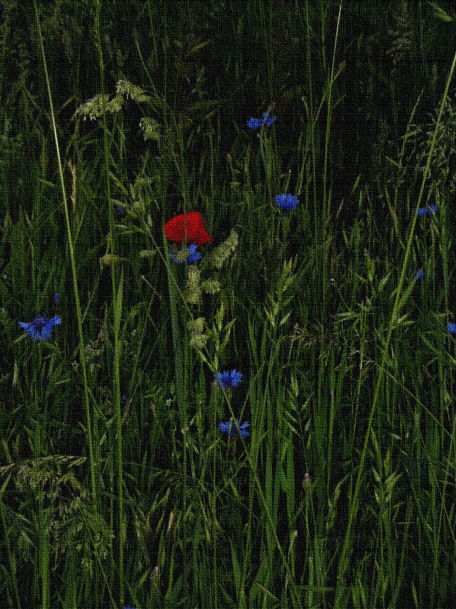 rote Mohnblüte mit blauen Kornblumen vor grünem Gerstenfeld