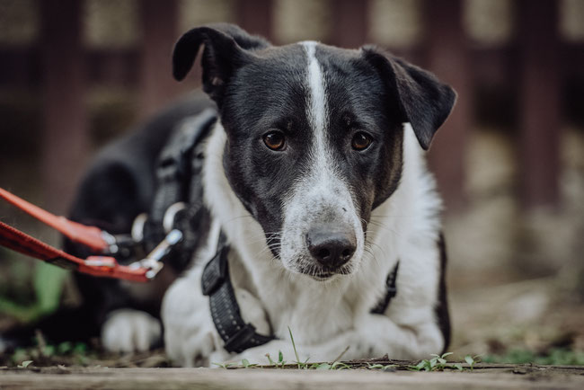 Polyvagal Hunde, SSP für Hunde, Heilpraktikerin für Kinder