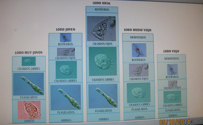 BACTERIAS REQUERIDAS EN EL LODO ACTIVADO