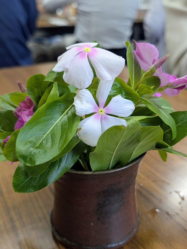 2026年7月5日（日）傾聴カフェのテーブルに心なごむ日日草が備えられていました。紀子さんのお心遣いです。