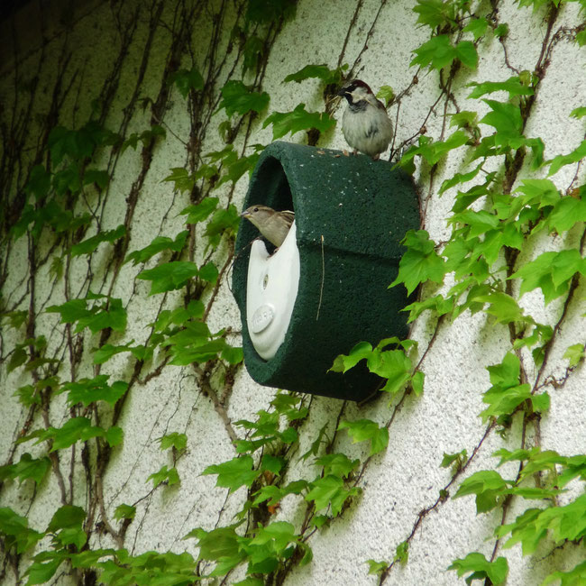 sparrows / nest / moineaux préparant leur nid / jardin secret decrystal jones / photos