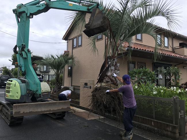 ヤシの木植え替え