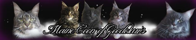 Maine Coon of Goodclaw's