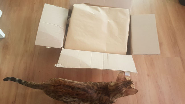 Juhu - Paket ist da. Drum herum gelaufenund abgecheckt. Frauchen macht es zu spannend, ich rieche das schon.