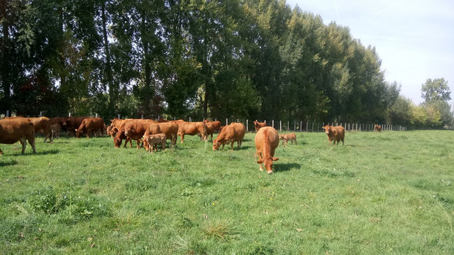 Notre troupeau de vaches limousines dans un pré à la Ferme de Chey