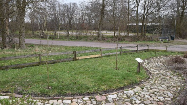 Malus Sylvestris, kaal, buitenmuseum OMS, richting buren (28.3.2023, foto Gerhild van Rooij).