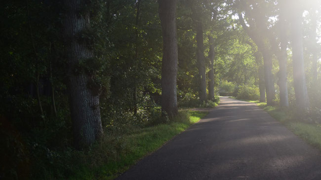Menno van Coehoornweg omzoomd met bomen, rechts van OMS (foto Gerhild van Rooij).