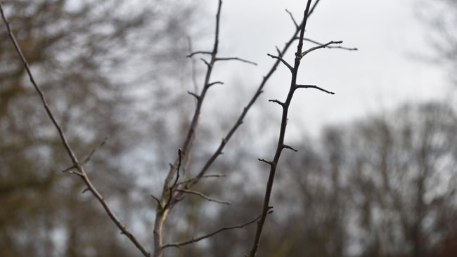 Takken van Malus Sylvestris, buitenmuseum OMS ( 4.2.2023, foto Gerhild van Rooij).