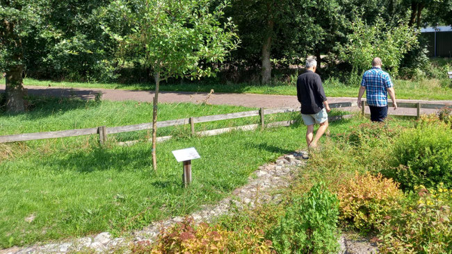 Melvin van der Veen, beheerder Observeum, toont omgeving Malus Sylvestris aan bestuur Cultuur en Landschap Trynwâlden, voorzitter Ruud de Jong (31.7.2024, foto Gerhild van Rooij). 