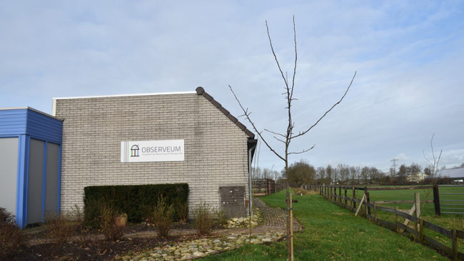 Malus Sylvestris, kaal, buitenmuseum OMS, doorzicht rechts (4.3.2023 foto Gerhild van Rooij). 