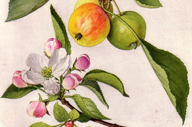 Mary E. Eaton, ‘Malus sylvestris’ (Mill.), schildering  (foto“National Geographic Magazine”, XXXI, juni 1917, p. 501, Our State Flowers: The Floral Emblems Chosen by the Commonwealths")