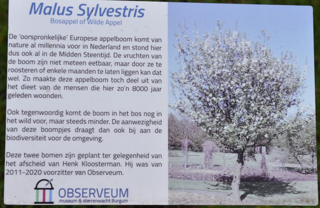 Bloeiende Malus Sylvrestis op informatiebord, buitenmuseum OMS (foto Gerhild van Rooij). 