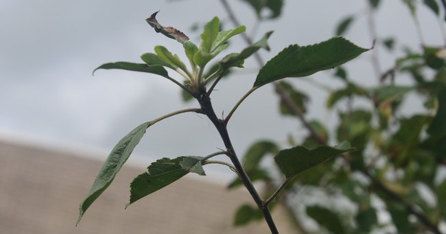 Blad en takken van Malus Sylvestris, buitenmuseum OMS (4.2.2023, foto Gerhild van Rooij).