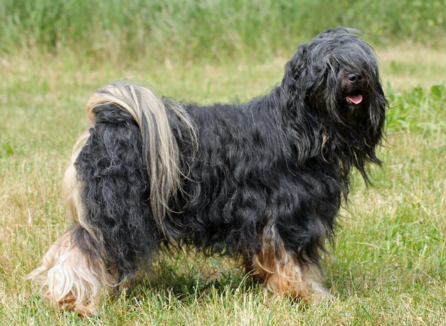 Tibet Terrier Deckrüde Ferres du joyeux Berger