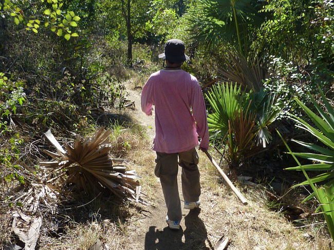 Rinca, Komodowarane, Komodowaran