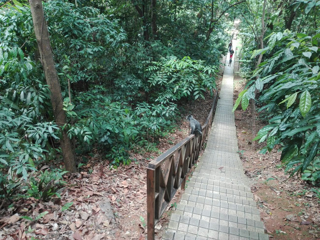 KL Forest Eco Park, Kuala Lumpur, Malaysia