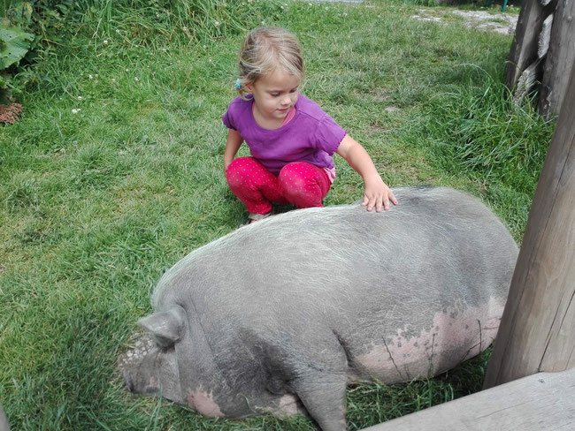 Arthurhaus Hängebauchschwein