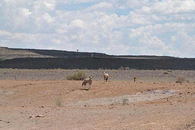 Namibia Oryx