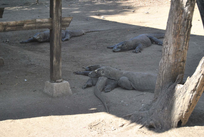 Komodowarane, Rinca, Indonesien, Komodo Nationalpark