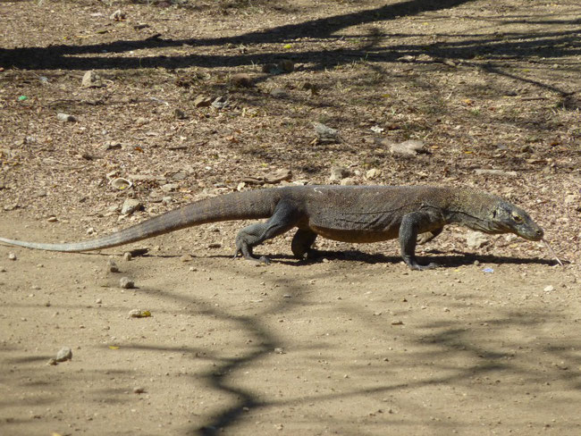 Komodowaran