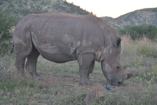 Südafrika-Reise, Safari, Afrika, Nashorn