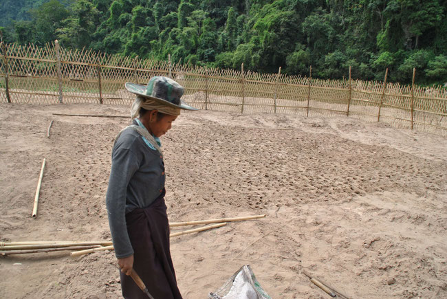 Gemüse, Gemüsegarten, Laos, Knoblauch