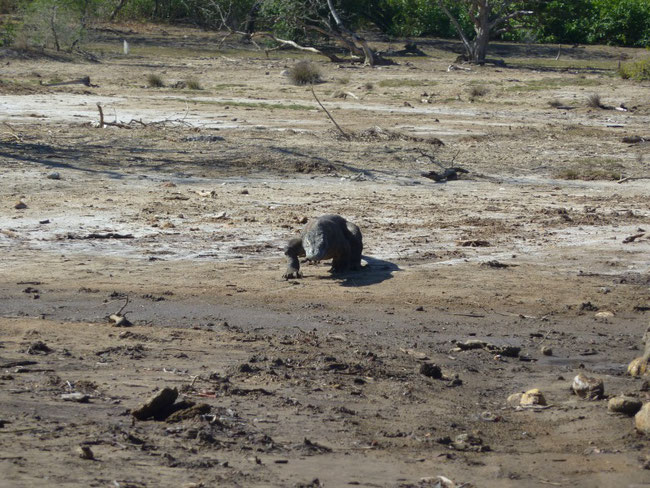 Komodowaran, Rinca