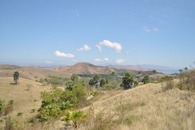 Rinca, Komodo Nationalpark, Komodowarane