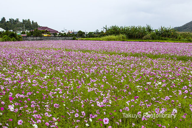 コスモス　お花畑　名護市羽地