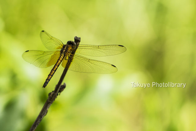 ベニトンボ ♀　沖縄の昆虫