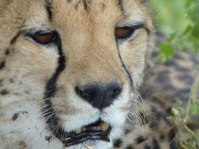 Gepard, aus der Familie der Katzen, ja, haben wir miauen gehört (können Löwen und Leoparden nicht)