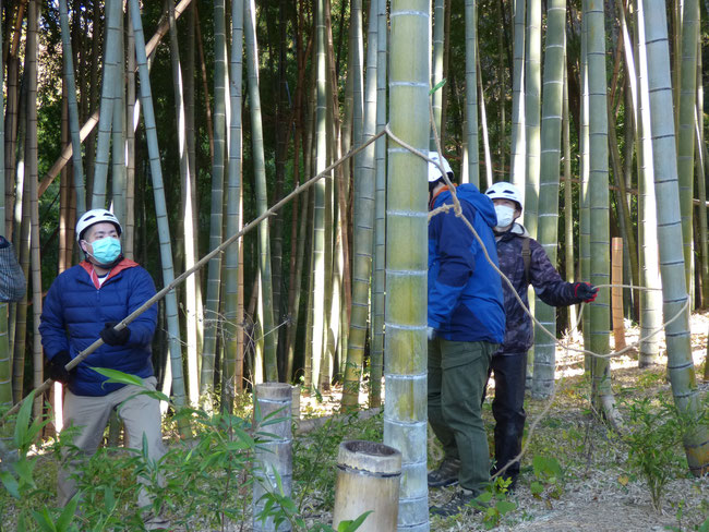 竹の伐採実演の様子　　ロープを上にあげる光太さん　かっこいいですね！
