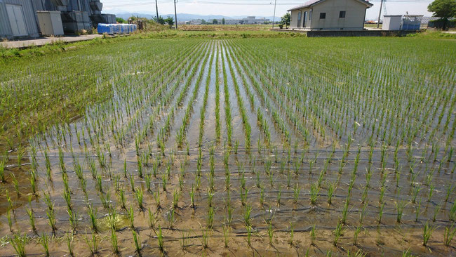 一か月ほどたったころの様子。紙マルチの遮光効果で、除草剤がなくても雑草ゼロ