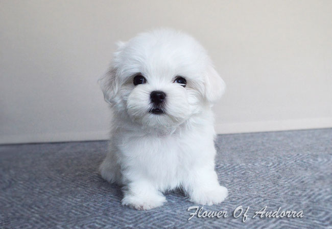 Pedigree maltese puppies for sale top