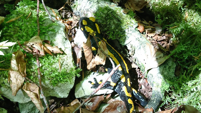 Feuersalamander, Salamandra salamandra