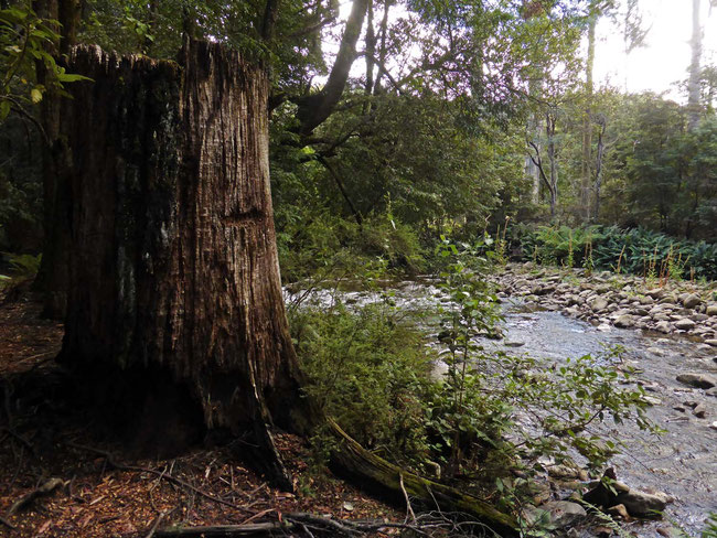 Old tree stump on the Liffey River