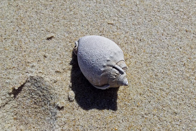 an old shell